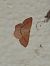 Cyclophora linearia © Michele Cento