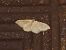 Idaea rubraria © Michele Cento