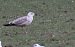 Gabbiano pontico  - Alessio Mannello