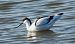 Avocetta (Recurvirostra avosetta) © Patrizio Gigli
