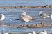 Goéland cendré (Larus canus) © Pietro Scarpa