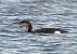 Strolaga mezzana (Gavia arctica) © Autore sconosciuto