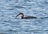Strolaga maggiore (Gavia immer) © Autore sconosciuto