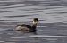 Svasso piccolo (Podiceps nigricollis) © Autore sconosciuto