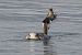 Svasso maggiore (Podiceps cristatus) © Autore sconosciuto