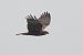 Falco di palude (Circus aeruginosus) © Autore sconosciuto