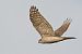 Sparviere (Accipiter nisus) © Autore sconosciuto