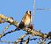 Cardellino (Carduelis carduelis) © Tiziana Ciaghi