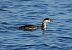 Horned Grebe  - Matteo Faggi