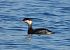 Horned Grebe  - Matteo Faggi