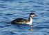 Horned Grebe  - Matteo Faggi