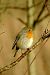 Pettirosso (Erithacus rubecula) © Angelo Matteucci