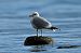 Gavina (Larus canus) © Claudio Ciullo