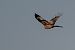 Rotmilan (Milvus milvus) © Pier Podavini