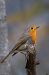 Pettirosso (Erithacus rubecula) © Mario Ghislanzoni