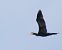 Cormorano (Phalacrocorax carbo) © Massimo Angei