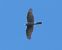Sparviere (Accipiter nisus) © Massimo Angei