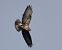 Poiana (Buteo buteo) © Massimo Angei