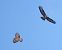 Poiana (Buteo buteo) © Massimo Angei