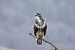 Poiana (Buteo buteo) © Lino Veronesi