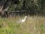 Airone guardabuoi (Ardea ibis) © Gianpasquale Chiatante