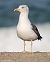 Zafferano (Larus fuscus) © Francesco Sottile