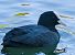 Folaga (Fulica atra) © Emanuele Pontiggia