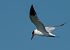 Sterna maggiore (Hydroprogne caspia) © Emanuele Pontiggia