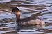 Svasso piccolo (Podiceps nigricollis) © Angelo Pasqua