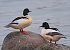 Smergo maggiore (Mergus merganser) © Angelo Pasqua