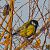 Cinciallegra (Parus major) © Angelo Pasqua