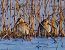 Beccaccino (Gallinago gallinago) © Angelo Pasqua