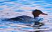 Smergo maggiore (Mergus merganser) © Angelo Pasqua