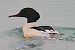 Smergo maggiore (Mergus merganser) © Angelo Pasqua