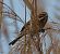 Common Reed Bunting (Emberiza schoeniclus) © Angelo Pasqua
