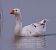 Domestic Goose (Anser cf. domestica) © Angelo Pasqua