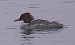 Smergo maggiore (Mergus merganser) © Angelo Pasqua