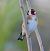 European Goldfinch (Carduelis carduelis) © Angelo Pasqua