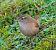Eurasian Wren (Troglodytes troglodytes) © Angelo Pasqua
