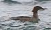 Smergo maggiore (Mergus merganser) © Angelo Pasqua