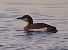 Strolaga mezzana (Gavia arctica) © Angelo Pasqua
