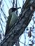 Picchio verde (Picus viridis) © Horand Maier