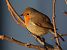 Rougegorge familier (Erithacus rubecula) © Horand Maier