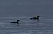 Strolaga maggiore (Gavia immer) © Giuliana Pirotta