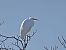 Airone bianco (Ardea alba) © Marco Esposito
