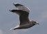 Gavina (Larus canus) © Enrico Viganò
