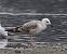 Goéland pontique (Larus cachinnans) © Enrico Viganò