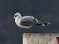 Goéland cendré (Larus canus) © Enrico Viganò