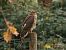 Sparviere (Accipiter nisus) © Paolo Geromel