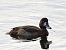 Moretta grigia (Aythya marila) © Paolo Geromel